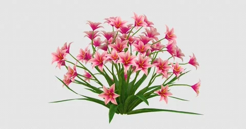 Growing Lily Flowers-Front 動画素材 188796937
