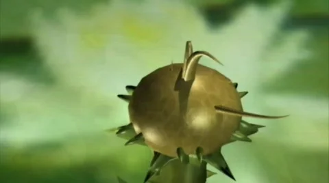 Growing Lily Stock Footage 671640