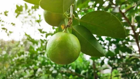 Growing lime in garden Foto stock