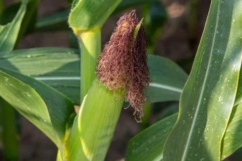 Growing maize corncob Foto stock