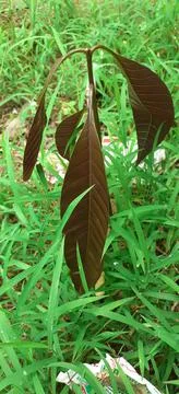 Growing Mango Tree in the Green Grass Field Stock Photos