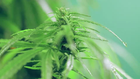 Growing Marijuana Indica , side view, green cultivation Ganja, CBD oil. Stock Footage 145635151