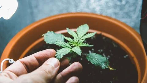 Growing marijuana Stock Photos