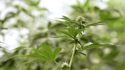 Growing Marijuana plant. 動画素材 88034488