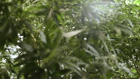 Growing marijuana plants. Stock-Footage 88035776