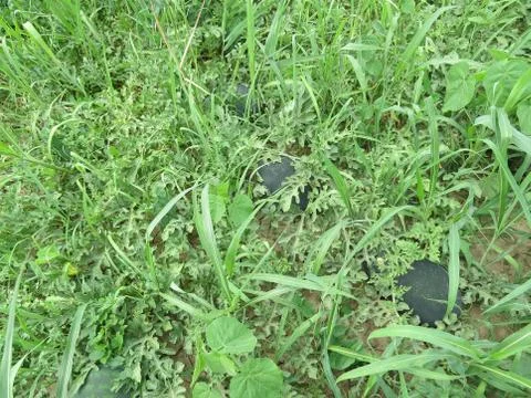 The growing melon in the field Stock Photos
