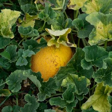 The growing melon in the field Foto stock