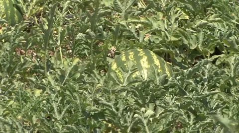 Growing melon Stock Footage 39670786
