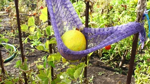 Growing melons on a trellis. Stock Footage 150146180