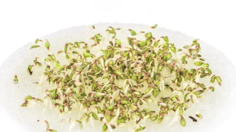Growing micro green plants in timelapse. Sprouts germination newborn plant Stock Footage 167513131
