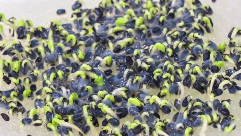 Growing micro green plants in timelapse. Stock Footage 169580278