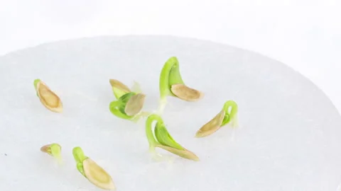 Growing micro green plants in timelapse. Stock Footage 169787423