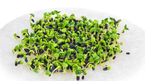 Growing micro green plants in timelapse. Stock Footage 171698233