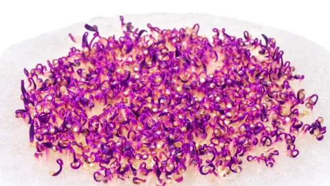 Growing micro green plants in timelapse. Sprouts germination newborn plant Stock-Footage 195663372