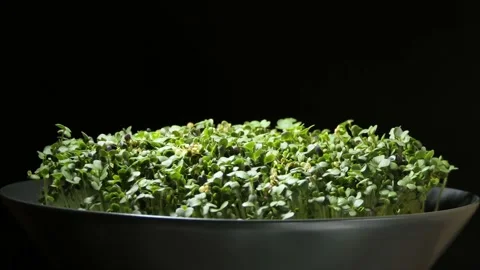 Growing micro green plants in timelapse. Sprouts germination newborn plant Stock Footage 232930858
