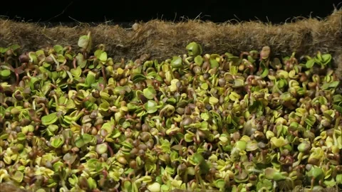 Growing micro green plants in timelapse. Sprouts germination newborn plant Stock Footage 236251535