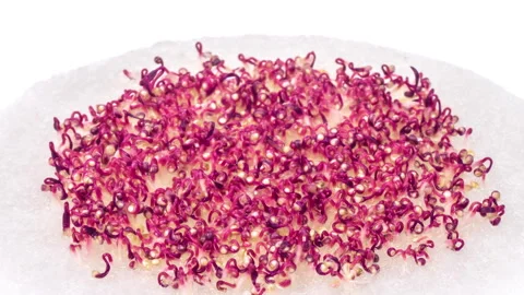 Growing micro green plants in timelapse. Sprouts germination newborn amaranth 스톡 동영상 249410887