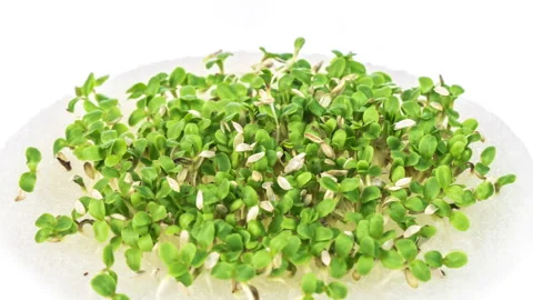 Growing micro green plants in timelapse. 스톡 동영상 249956071