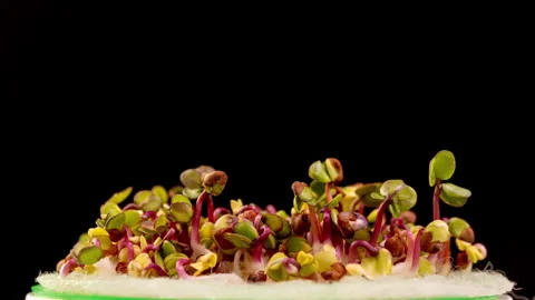 Growing micro green plants in timelapse. Sprouts germination newborn plant Stock Footage 270579721