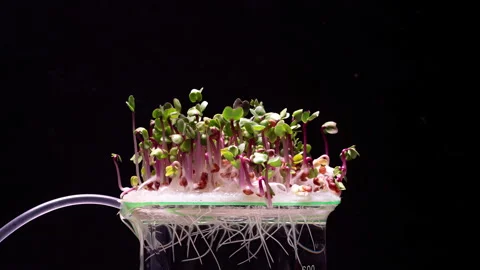 Growing micro green plants in timelapse. Sprouts germination newborn plant Stock Footage 272827205