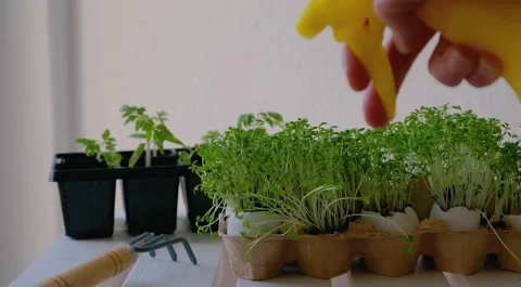 Growing micro greens at home Stock Footage 148787712