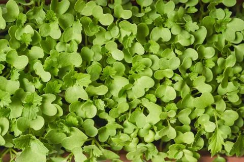 Growing micro greens isolated on white background. Stock-Fotos