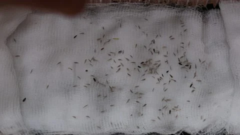 Growing microgreens Stock Footage 181875190