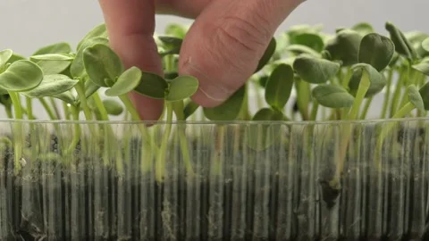 Growing microgreens Stock Footage 188179024