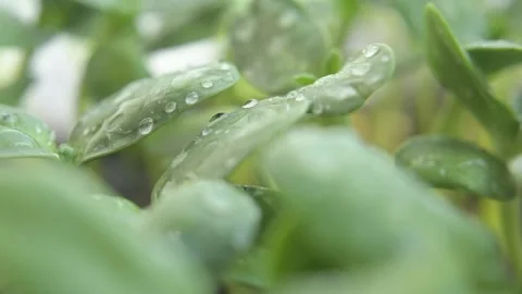 Growing microgreens Stock Footage 188194905