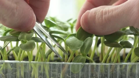Growing microgreens Stock Footage 188205791
