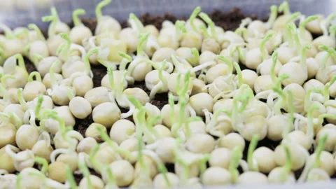 Growing microgreens at home Stock-Footage 172294328