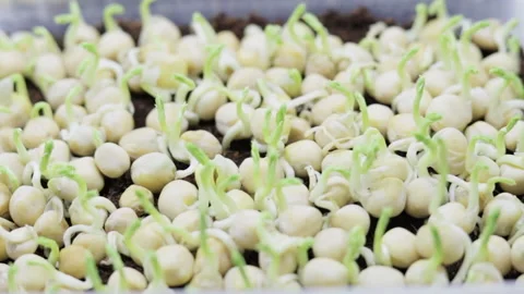 Growing microgreens at home Stock-Footage 172295004