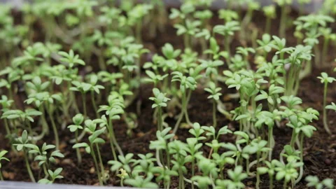 Growing microgreens at home Stock-Footage 172295260