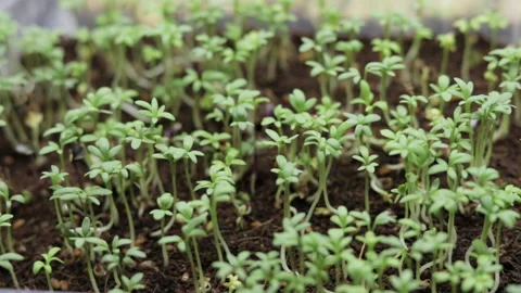 Growing microgreens at home Vídeos de archivo 172295282