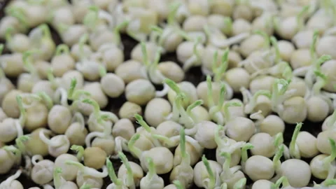 Growing microgreens at home Stock-Footage 172295536