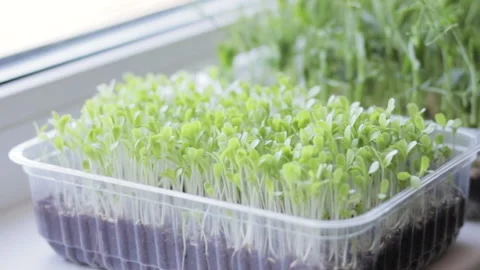 Growing microgreens at home Stock Footage 172295783