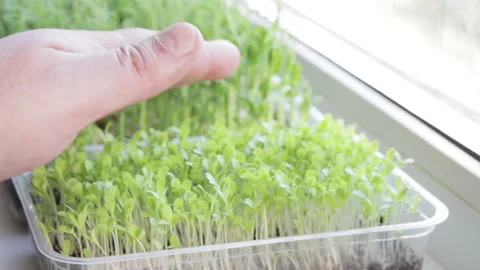 Growing microgreens at home Stock-Footage 172296209