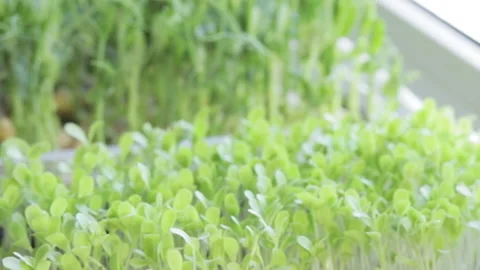 Growing microgreens at home Stock-Footage 172296307