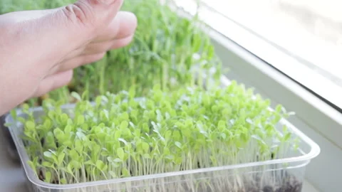 Growing microgreens at home Vídeos de archivo 172296442