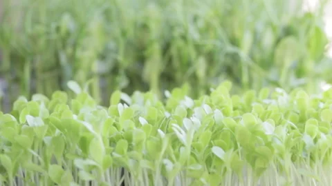 Growing microgreens at home Stock-Footage 172296668