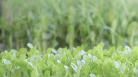 Growing microgreens at home Stock-Footage 172296977