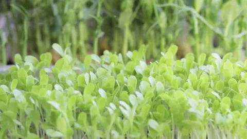 Growing microgreens at home Stock-Footage 172297362