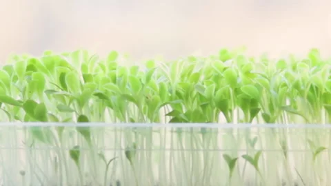 Growing microgreens at home Vidéo 172297784