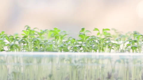 Growing microgreens at home Stock-Footage 172298190