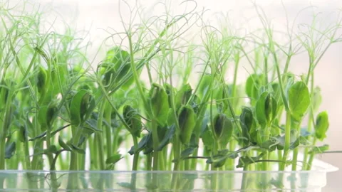 Growing microgreens at home Stock-Footage 172298529