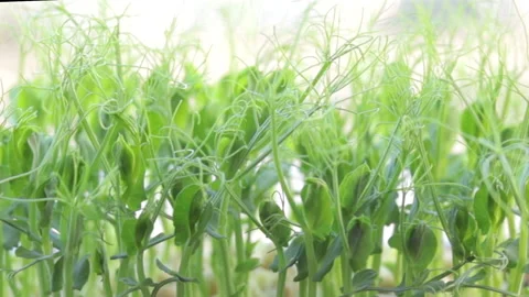 Growing microgreens at home Stock-Footage 172298954