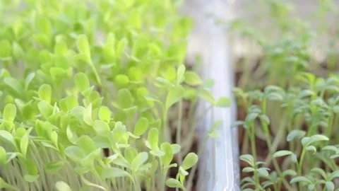 Growing microgreens at home Stock-Footage 172299331