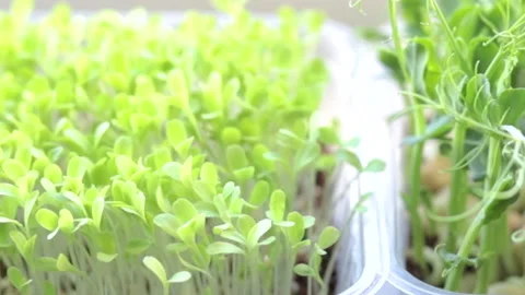 Growing microgreens at home Stock-Footage 172299717