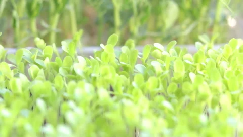 Growing microgreens at home Vídeos de archivo 172300257