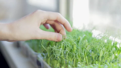 Growing microgreens at home Video stock 172300456